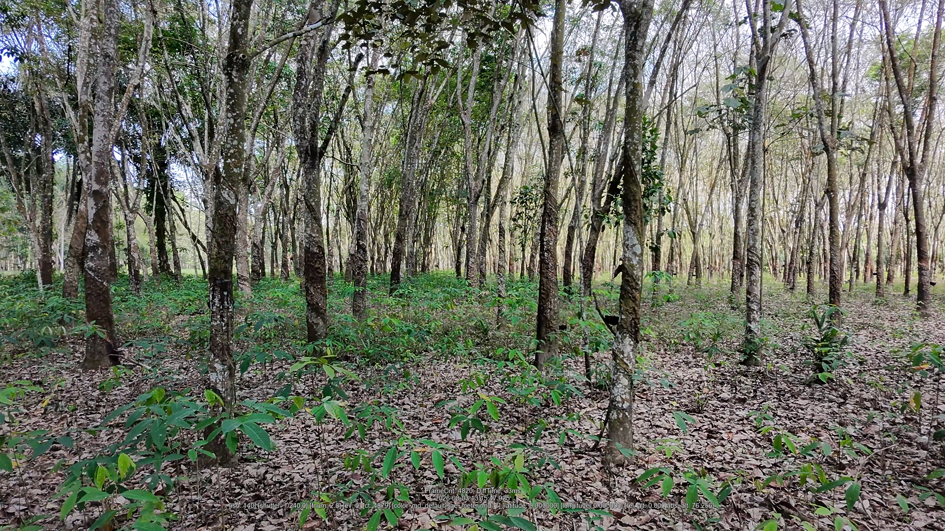 Perkebunan Karet