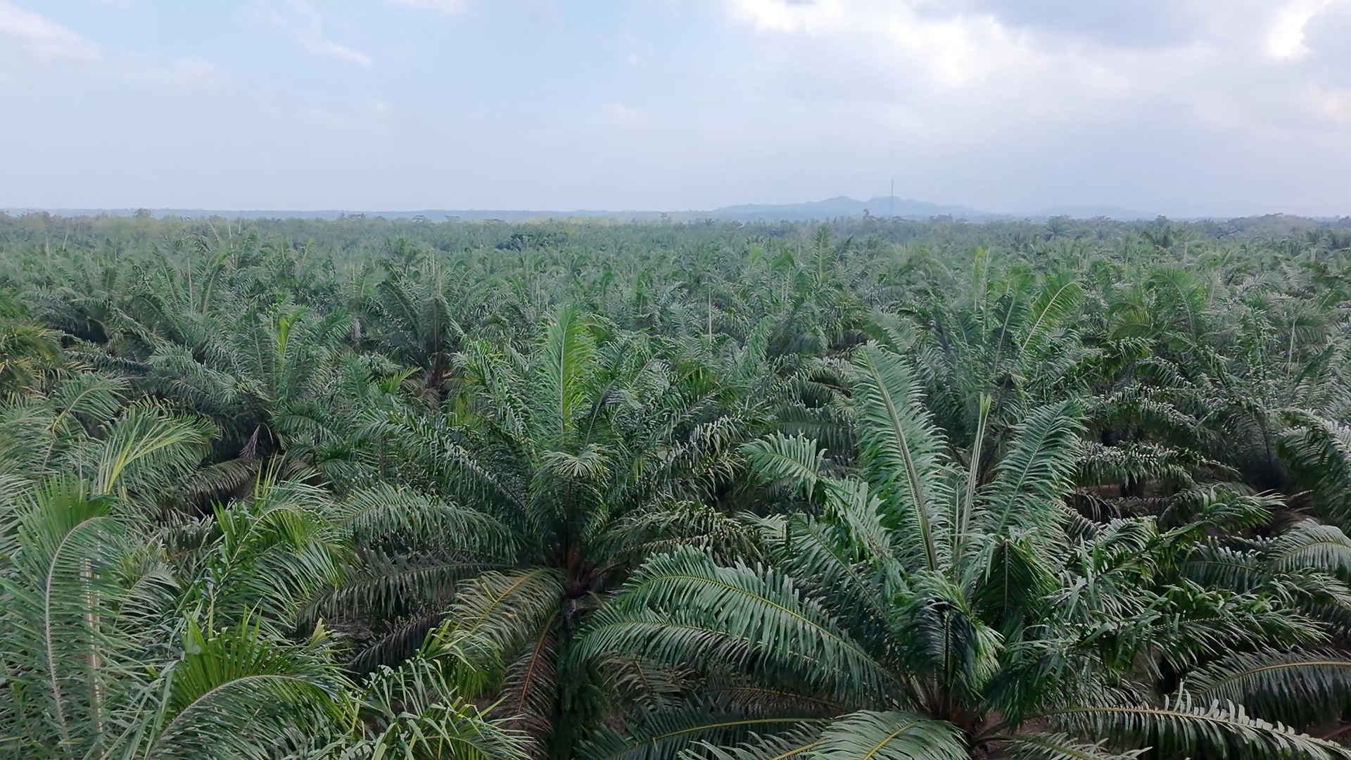 Perkebunan Sawit